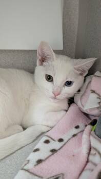 Powder (and Pinto) -  Domestic Short Hair Cat for Adoption in Seattle, Washington - Powder (and Pinto) | PetCurious