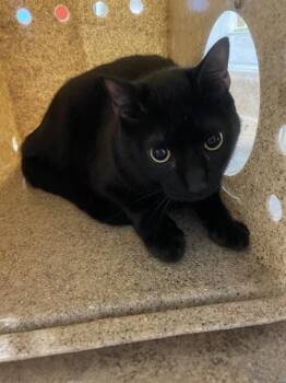 BRUCE -  Domestic Short Hair Cat for Adoption in Tallahassee, Florida - BRUCE | PetCurious