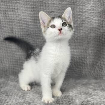 Domestic Short Hair Cats Available for Adoption in Social Circle, Georgia - Boxcutter - Andrea Foster | PetCurious