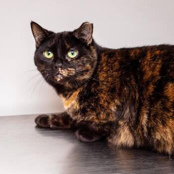 Domestic Short Hair Cats Available for Adoption - Itty Bitty | PetCurious