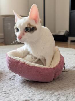 Betty -  Domestic Short Hair Cat for Adoption in Syosset, New York - Betty | PetCurious