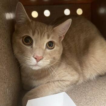 Domestic Short Hair Cats Available for Adoption in Pasadena, California - Uzi | PetCurious