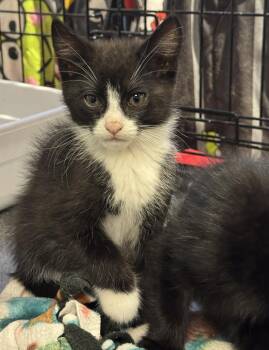 Squirtle -  Domestic Short Hair Cat Available for Adoption in St. Cloud, Minnesota - Squirtle | PetCurious