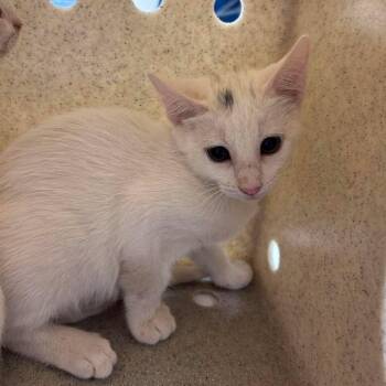 Cutie-pie 26-07-038 -  Domestic Short Hair Cat for Adoption in Bastrop, Texas - Cutie-pie 26-07-038 | PetCurious
