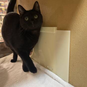 Stu -  Domestic Short Hair Cat for Adoption in Hammond, Indiana - Stu | PetCurious
