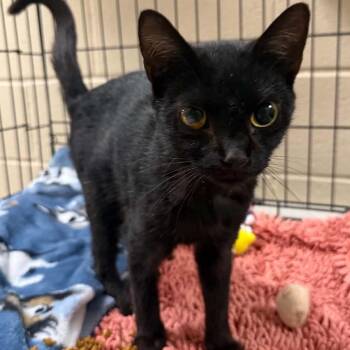 Sabrina -  Domestic Short Hair Cat for Adoption in Jacksboro, Tennessee - Sabrina | PetCurious