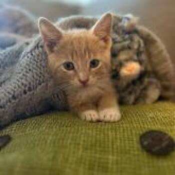 Domestic Short Hair Cats Available for Adoption in North Charleston, South Carolina - Sherbert | PetCurious