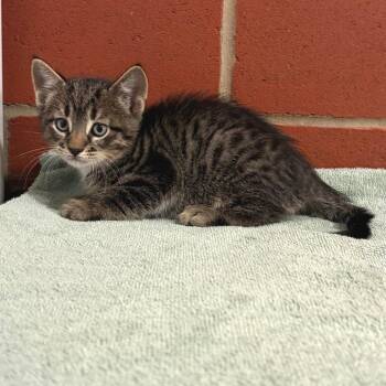 Domestic Short Hair Cats Available for Adoption in Cabot, Arkansas - Coop | PetCurious