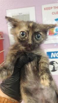 61411225 -  Domestic Short Hair Cat for Adoption in El Paso, Texas - 61411225 | PetCurious