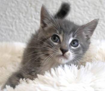 Tiny -  Domestic Short Hair Cat for Adoption in Thief River Falls, Minnesota - Tiny | PetCurious