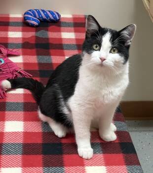 Rescue Domestic Short Hair Cats for Adoption in Rochester, Indiana - Itty | PetCurious