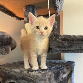 Ginny -  American Shorthair Cat for Adoption in Inman, South Carolina - Ginny | PetCurious