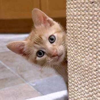 Tino 28 -  Domestic Short Hair Cat for Adoption in Austin, Texas - Tino 28 | PetCurious