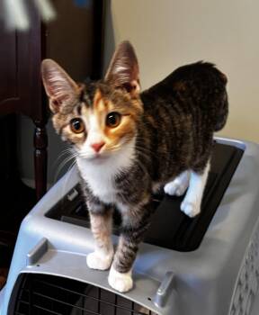 Gertrude - Athens GA -  Domestic Short Hair Cat for Adoption in Greensboro, Georgia - Gertrude - Athens GA | PetCurious