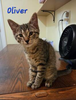 Oliver -  Domestic Short Hair Cat for Adoption in Kitchener, Ontario - Oliver | PetCurious