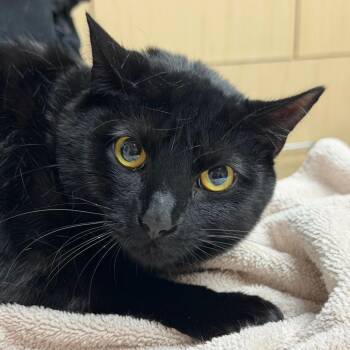 Tarot -  Domestic Short Hair Cat for Adoption in Lakeland, Florida - Tarot | PetCurious