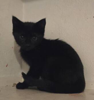 Domestic Short Hair Cats Available for Adoption in Liverpool, Texas - Frodo | PetCurious