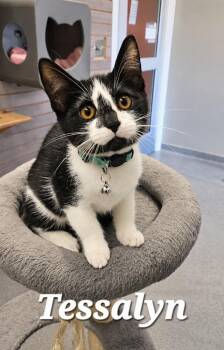 Tessalyn -  Domestic Short Hair Cat for Adoption in Sidney, Ohio - Tessalyn | PetCurious