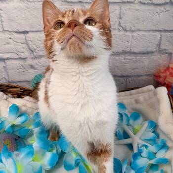 Nectarine -  Domestic Short Hair Cat for Adoption in Harrisonburg, Virginia - Nectarine | PetCurious