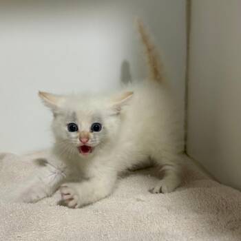 Marshmallow -  Domestic Short Hair Cat for Adoption in Cabot, Arkansas - Marshmallow | PetCurious