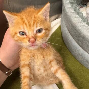 Fergus -  Domestic Short Hair Cat for Adoption in Gloucester, Virginia - Fergus | PetCurious