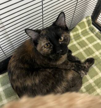 Rescue Domestic Short Hair Cats for Adoption in Geneseo, Illinois - Azalea | PetCurious