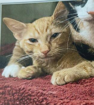 Gingerella -  Tabby and Domestic Short Hair Cat for Adoption in Evansville, Indiana - Gingerella | PetCurious