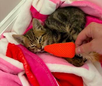 Domestic Short Hair Cats Available for Adoption in Augusta, Georgia - Charles | PetCurious