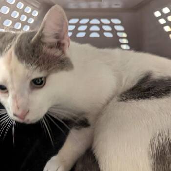 Domestic Short Hair Cats Available for Adoption in Charlottesville, Virginia - Beer Battered Onion Ring | PetCurious