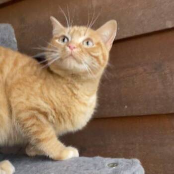 Manx and Domestic Short Hair Cats Available for Adoption - Sketch | PetCurious