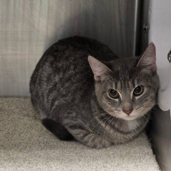 Kelsea -  Domestic Short Hair Cat for Adoption in Sand Springs, Oklahoma - Kelsea | PetCurious