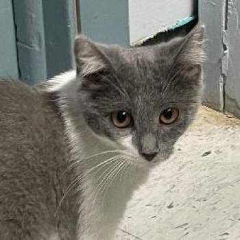 Midge -  Domestic Medium Hair Cat for Adoption in Spencer, Indiana - Midge | PetCurious