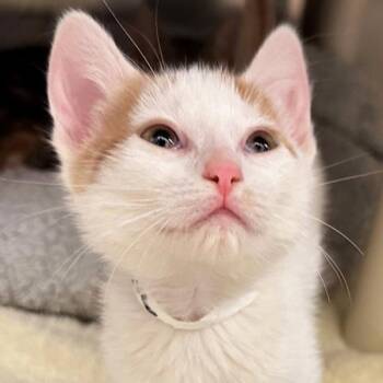 Domestic Short Hair Cats Available for Adoption in Walnut Creek, California - Heat Wave | PetCurious