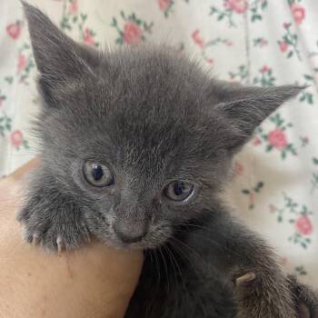 Annie - Black Band (Gate-14) -  Domestic Short Hair Cat for Adoption in Blairsville, Georgia - Annie - Black Band (Gate-14) | PetCurious