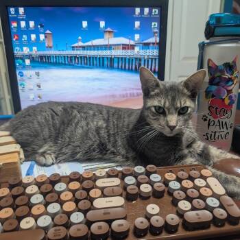 Domestic Short Hair Cats Available for Adoption in Bulverde, Texas - Gummy Bear (aka Walnut) | PetCurious