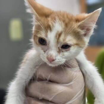 Wispy -  Domestic Long Hair Cat for Adoption in Charleston, West Virginia - Wispy | PetCurious