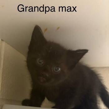 Domestic Short Hair Cats Available for Adoption in Windsor, Virginia - Grandpa Max | PetCurious