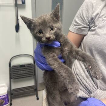 Rescue Domestic Short Hair Cats for Adoption in Chattanooga, Tennessee - Axel | PetCurious