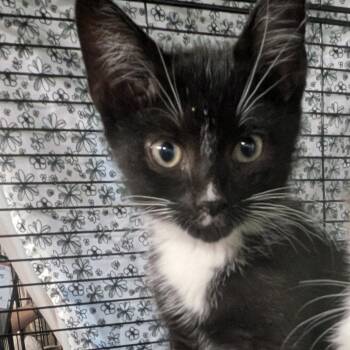 Ocean -  American Shorthair Cat for Adoption in Montclair, New Jersey - Ocean | PetCurious