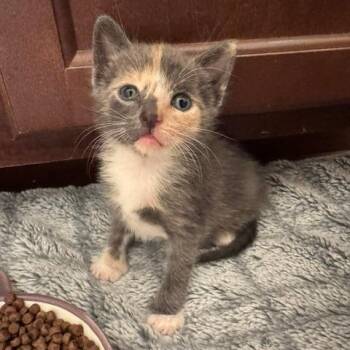 Honeybee -  Domestic Short Hair Cat for Adoption in Port Richey, Florida - Honeybee | PetCurious