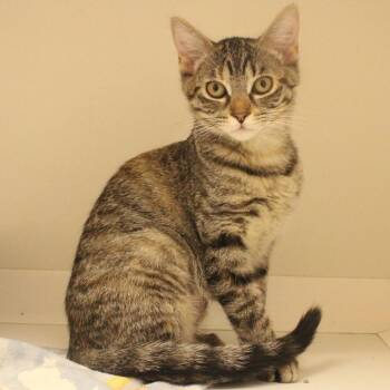 Billie -  Domestic Short Hair Cat for Adoption in Champaign, Illinois - Billie | PetCurious