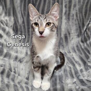 Domestic Short Hair Cats Available for Adoption - Sega Genesis | PetCurious
