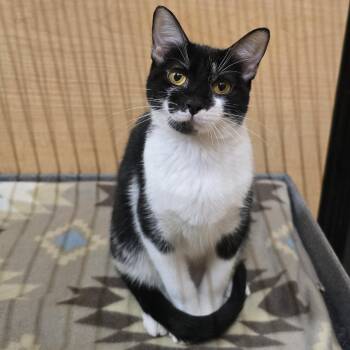 Regina George -  Domestic Short Hair Cat for Adoption in Warr Acres, Oklahoma - Regina George | PetCurious