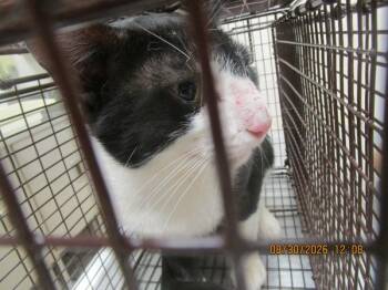 Hitch(689) -  Domestic Short Hair Cat for Adoption in Marietta, Georgia - Hitch(689) | PetCurious