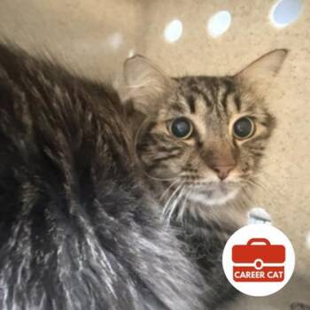 Bartholomew Mew Mew -  Domestic Long Hair and Domestic Short Hair Cat for Adoption in Roseville, California - Bartholomew Mew Mew | PetCurious