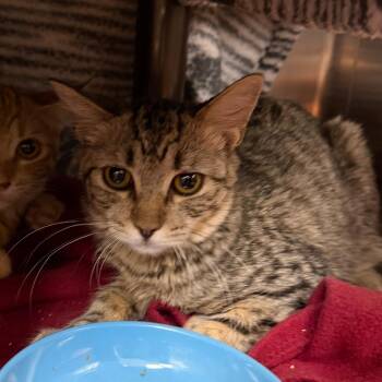 Penelope -  American Shorthair Cat for Adoption in Las Vegas, Nevada - Penelope | PetCurious