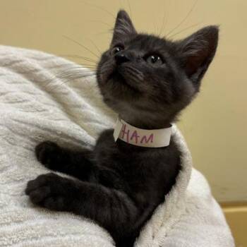 HAM -  Domestic Short Hair Cat for Adoption in Richmond, Virginia - HAM | PetCurious