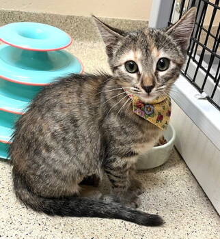 Rescue Domestic Short Hair Cats for Adoption in Seal Beach, California - Kitten Giselle | PetCurious