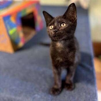Dulce -  Domestic Short Hair Cat for Adoption in Clarksville, Arkansas - Dulce | PetCurious
