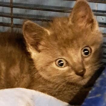 Laykin -  Domestic Short Hair Cat for Adoption in Green Forest, Arkansas - Laykin | PetCurious